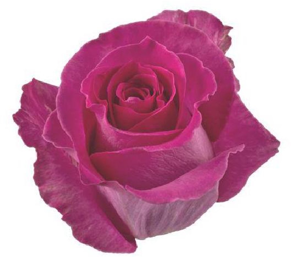 25x Rosa topaz 60cm