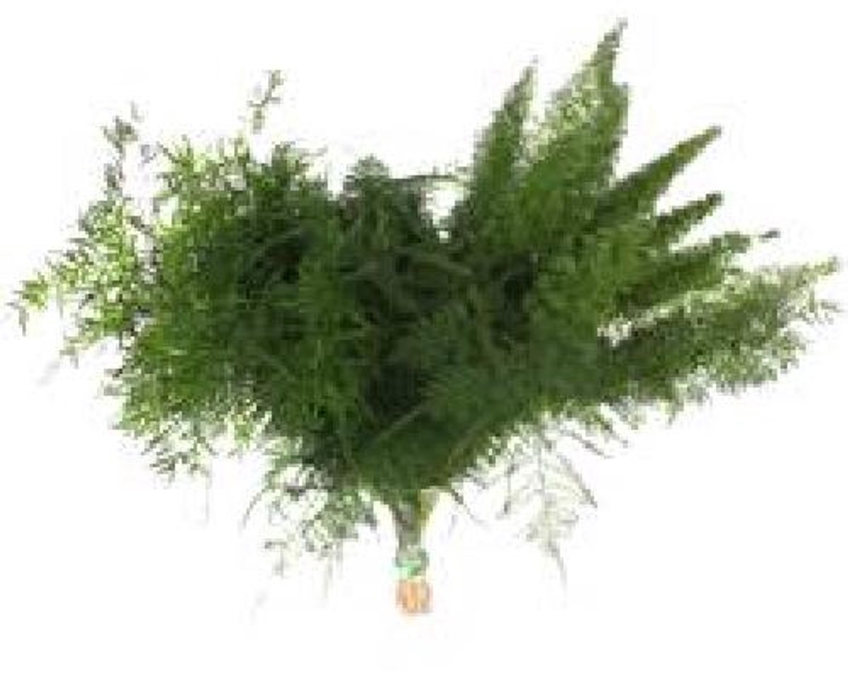 50x Aspar.mix/bos 50cm