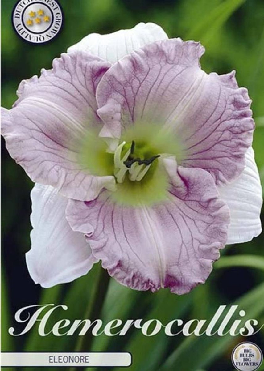 Dutch Finest Quality bloembollen Hemerocallis Ellonore 1 I .s