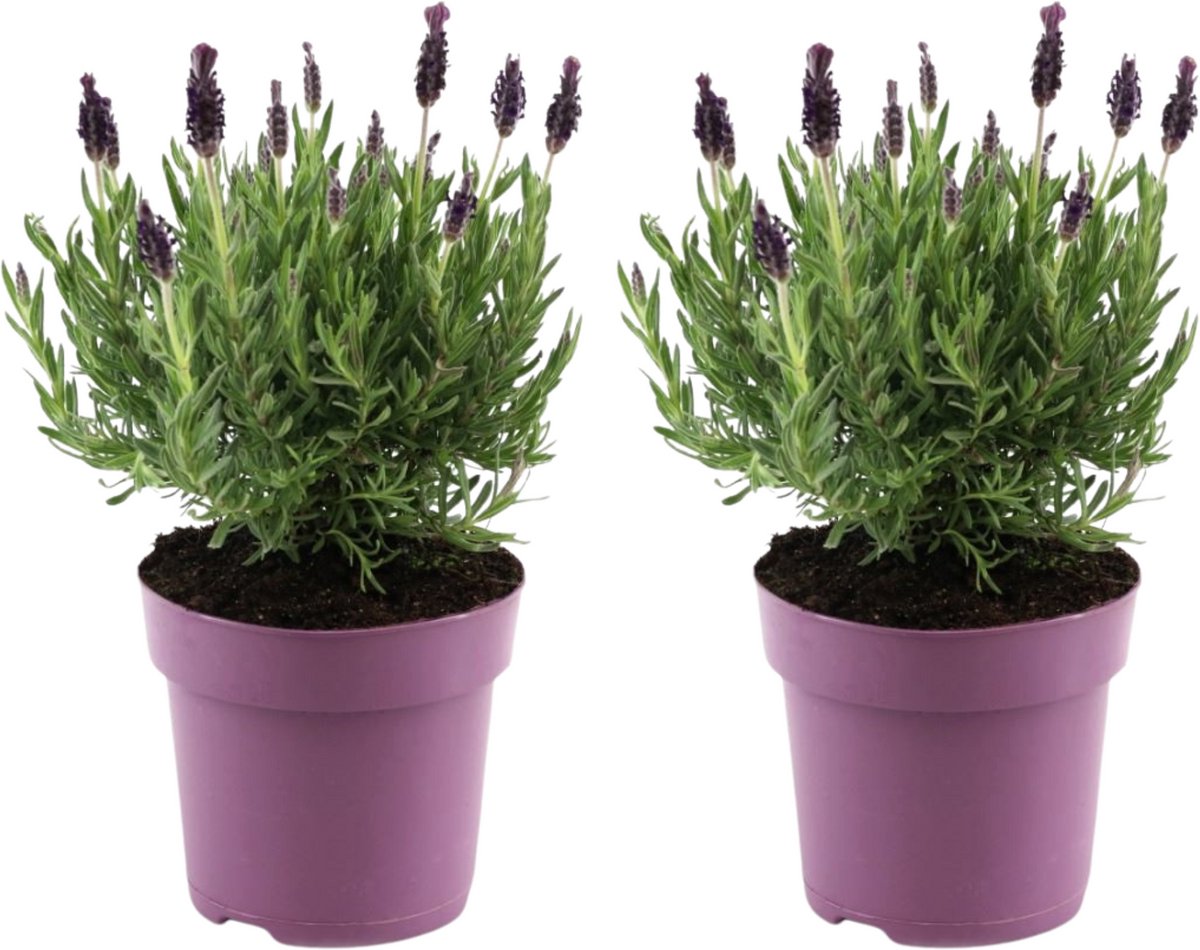 Plant in a Box - Lavendelstruik - Set van 2 - Lavandula stoechas 'Anouk' - Hoogte 25-35cm - ⌀15cm