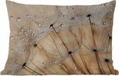 Coussins d'extérieur - Jardin - Pissenlit - Abstrait - Nature - Beige - 50x30 cm
