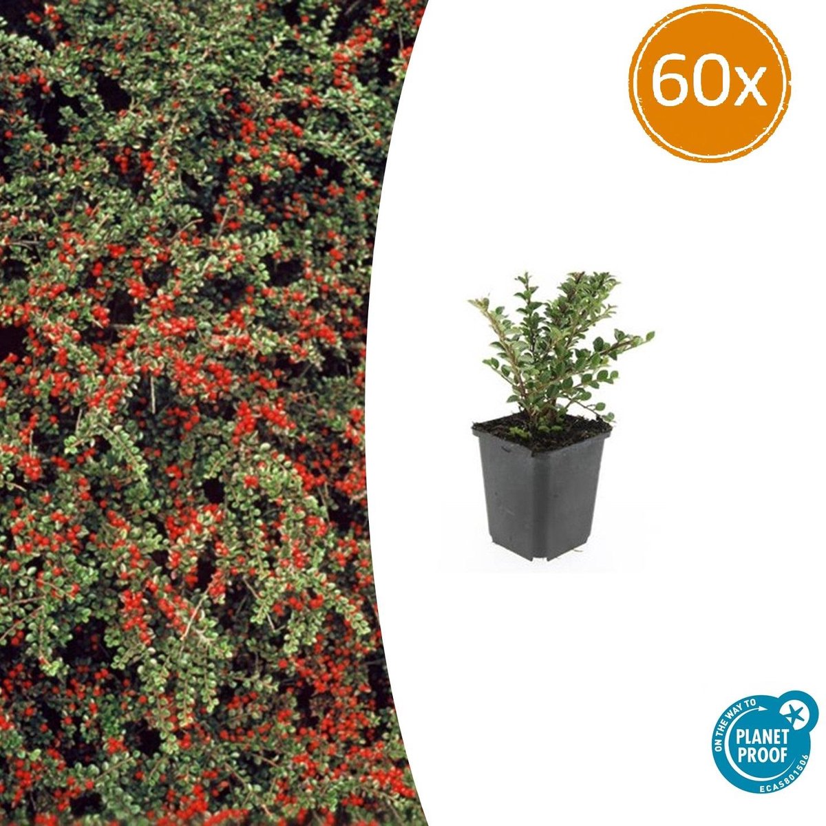 60 stuks Cotoneaster - Horizontale dwergmispel winterhard 10-25cm - Cotoneaster horizontalis