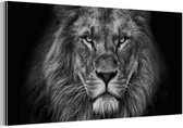 Décoration murale Métal - Aluminium Peinture Industrielle - Lion - Animaux - Zwart - Wit - 120x60 cm - Dibond - Photo sur aluminium - Décoration murale industrielle - Pour le salon / chambre