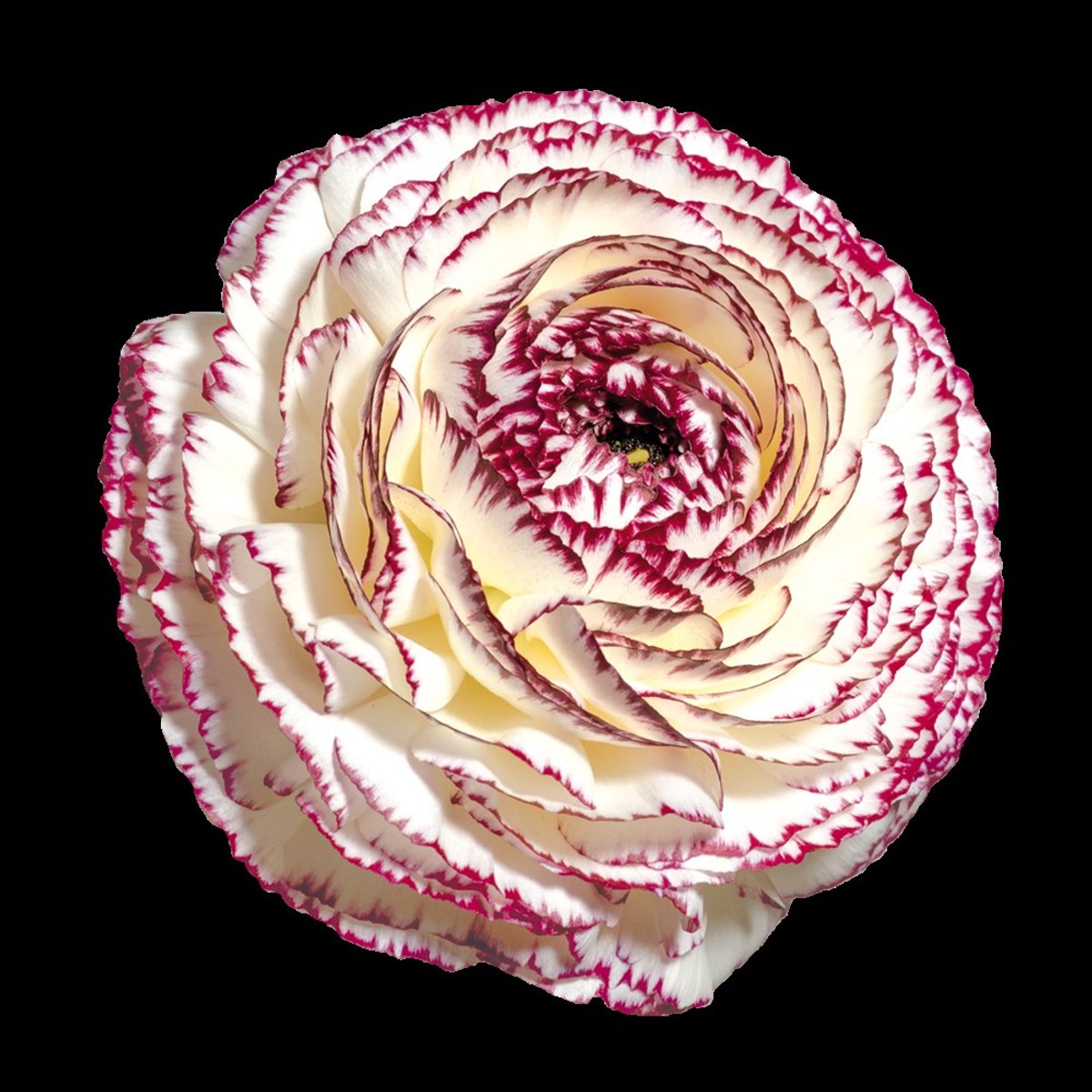 Bulbs by Brenda | Ranunculus Elegance Bianco Striato | 10 stuks | ranonkels