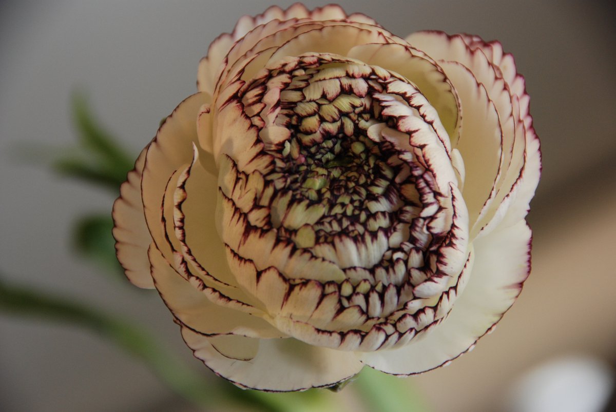 Bulbs by Brenda | Ranunculus Friandine Cappuccino | 10 stuks | ranonkels