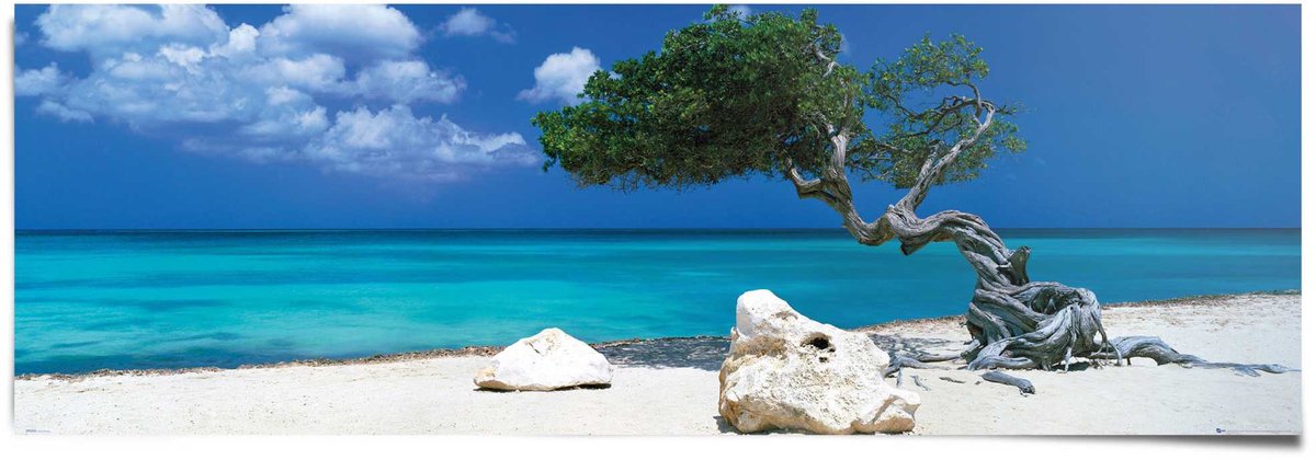Poster Divi Divi boom - 53 x 158 - Papier - REINDERS