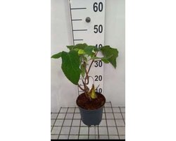 2 x Hydrangea aspera 'Sargentiana' - Hortensia velouté 25- 30 cm en pot