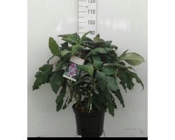 2 x Hydrangea aspera 'Macrophylla' - Fluweelhortensia 60- 80 cm in pot