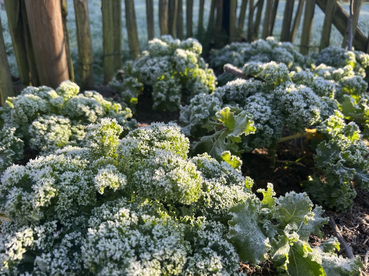 Tuin de Bruijn Boerenkool Plantjes - 18 wintergroente planten | bol