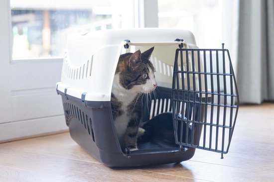 Grijze en witte kat kijkt uit een open reismand met zwarte deur.