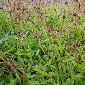 6x Luzula pilosa 'Igel' - Veldbies - Pot 9x9 cm