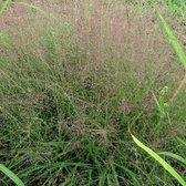 6x Eragrostis spectabilis - Liefdesgras - Pot 9x9 cm