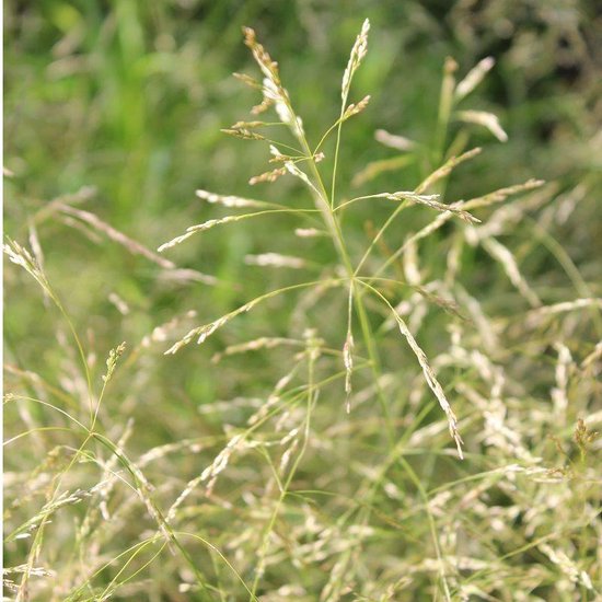 6x Deschampsia cespitosa 'Goldscheier' - Smele - Pot 9x9 cm