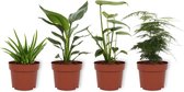 Set van 4 Kamerplanten - Aloe Vera & Asparagus Plumosus & Monstera Deliciosa & Strelitzia Reginae - ± 25cm hoog - 12cm diameter