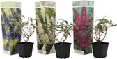 Buddleja Vlinderplanten – Wit, Paars en Roze – 6 Stuks