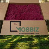 MosBiz Rendiermos Erica 2 laags (2,6 kilo) voor decoraties, schilderijen en mos wanden