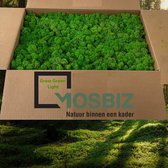 MosBiz Rendiermos Grass green light 2 laags (2,6 kilo) voor decoraties, schilderijen en mos wanden