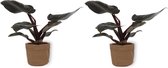 2x Kamerplant Philodendron Black Cardinal  | Speciale Kamerplant | ± 25cm hoog | 12cm diameter - in bruine sierzak