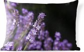 Buitenkussens - Tuin - Close-up van paarse lavendel op een zwarte achtergrond - 50x30 cm