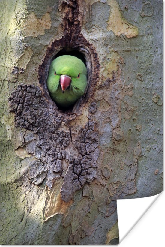Poster Une perruche à collier dans un nid 80x120 cm - Tirage photo sur  Poster... | bol.com