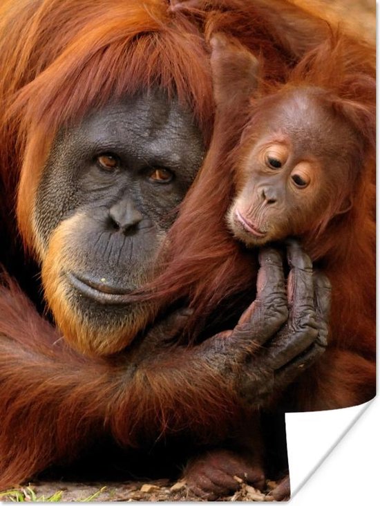 Orang-oetan moeder knuffelt met haar jong 60x80 cm - Foto print op Poster (wanddecoratie woonkamer / slaapkamer)