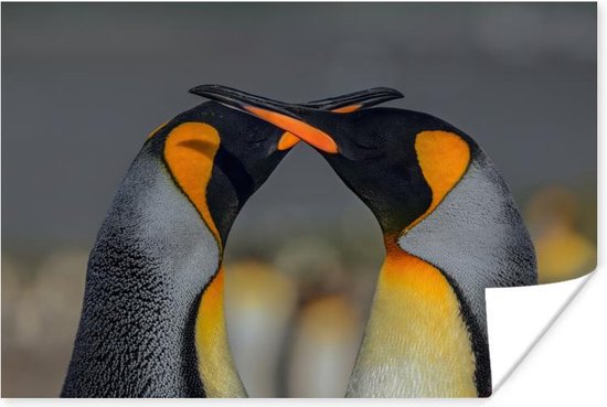 Pingouins amoureux kussen à bec 180x120 cm XXL / Groot format!