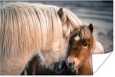 Pony knuffelt met haar veulen 60x40 cm - Foto print op Poster (wanddecoratie woonkamer / slaapkamer)