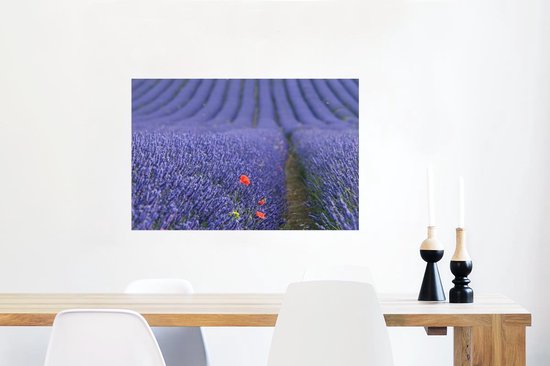 Gros plan d'un coquelicot dans un champ de lavande 60x40 cm / Poster Fleurs