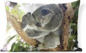 Buitenkussens - Tuin - Een koala die knuffelt - 60x40 cm