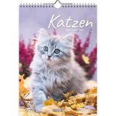 Katzen 2022