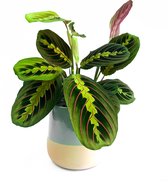 Maranta Fascinator Ø 12cm (Trendy, Kamerplant, Urban jungle)