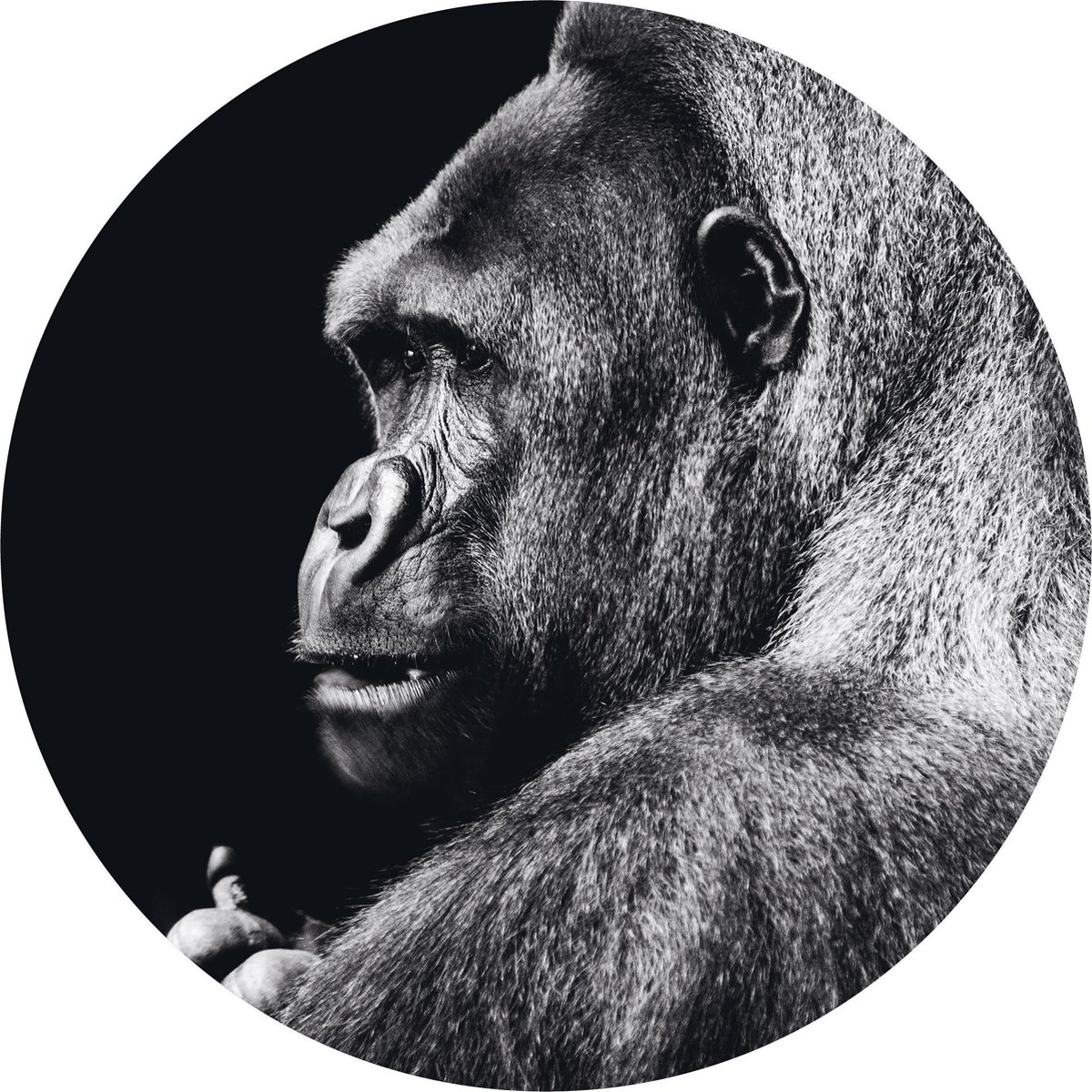 Schilderij Woonkamer - muurcirkel - voor buiten - zwart wit - Ø50 cm - Gorilla No1