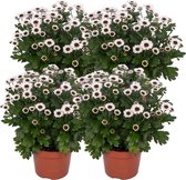 ZynesFlora - Chrysabella Yin Yang - 4 Stuks - Potchrysant - Ø 12 cm - ↕ Hoogte: 25 cm - Tuinplant - Terrasplant - Kamerplant