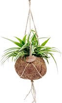 Graslelie | Chlorophytum 'Ocean' - Kamerplant in Kokodama's kokosvezel hangpot ⌀15 cm - ↕15-20 cm