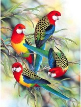 Diamond painting - Kleurrijke vogels - Geproduceerd in Nederland - 60 x 90 cm - canvas materiaal - vierkante steentjes - Binnen 2-3 werkdagen in huis