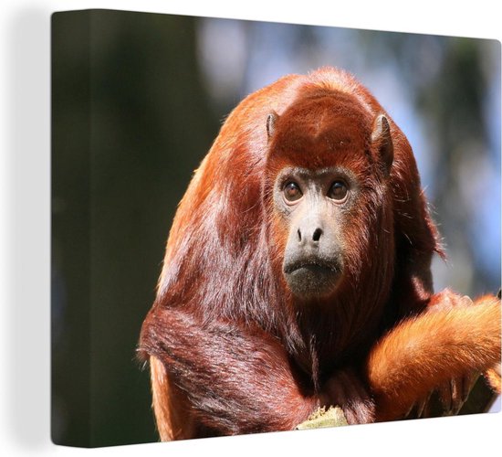 Gros plan singe hurleur rouge 40x30 cm - petit - tirage photo sur toile (Décoration murale salon / chambre) / animaux sauvages Peintures sur toile