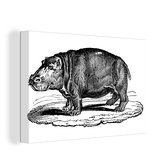 Illustration d'une toile hippopotame marchant 2cm 30x20 cm - petit - Tirage photo sur toile (Décoration murale salon / chambre) / Animaux sauvages Peintures sur toile