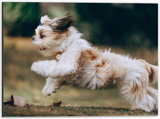 Dibond - Vrolijk Rennende Shih Tzu Hond - 40x30cm Foto op Aluminium (Met Ophangsysteem)