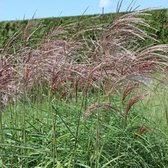 6x Miscanthus sinensis 'Malepartus' - Prachtriet - Pot 9x9 cm