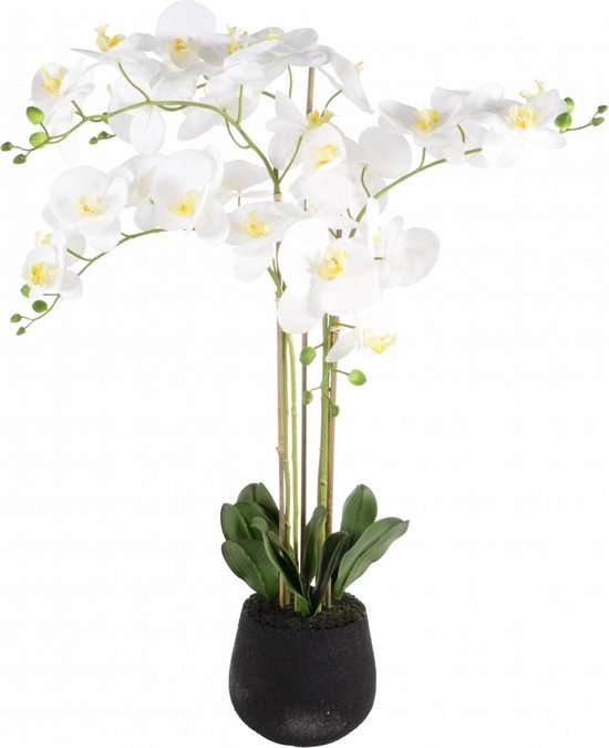 Phalaenopsis 5-tak h90cm wit