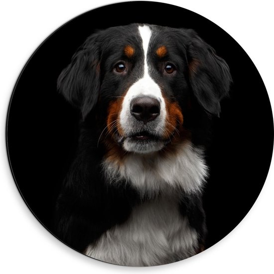 Dibond Wandcirkel - Berner Sennenhond op Zwarte Achtergrond - 30x30cm Foto op Aluminium Wandcirkel (met ophangsysteem)