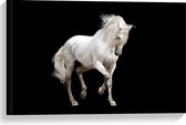 Canvas  - Sierlijk lopend Wit Paard - 60x40cm Foto op Canvas Schilderij (Wanddecoratie op Canvas)
