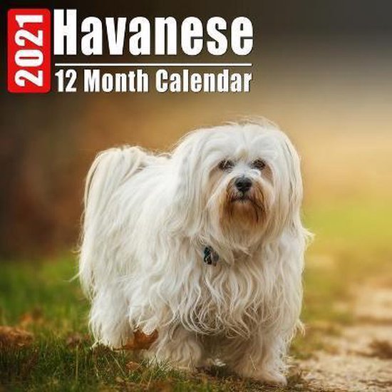 Calendar 2021 Havanese, Havaneze Pretty Calendars 9798666782361