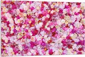 Acrylglas - Muur van Rood/Roze Bloemen - 120x80cm Foto op Acrylglas (Wanddecoratie op Acrylglas)