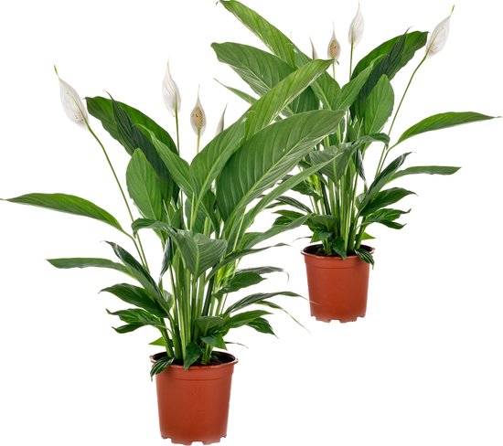 2x Spathiphyllum 'Bingo Cupido'