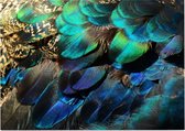 Kleurrijke veren van een blauwe pauw - Foto op Posterpapier - 70 x 50 cm (B2)