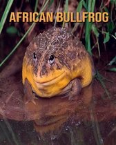 African Bullfrog