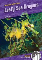 Leafy Sea Dragons