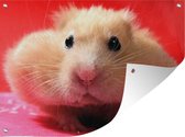 Tuinposter - Tuindoek - Tuinposters buiten - Close-up hamster - 120x90 cm - Tuin