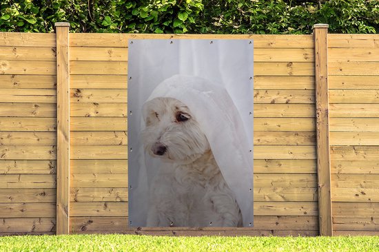 Un chien maltais blanc regardant par la fenêtre Poster de jardin 120x180 cm - Toile de jardin / Peintures extérieur / Peintures d'extérieur (décoration de jardin) XXL / Groot format!